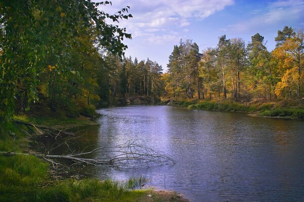 Деревья у озера. Осень. Река