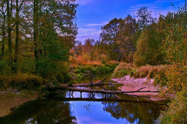 Осінній ліс і річка, в яку впало дерево