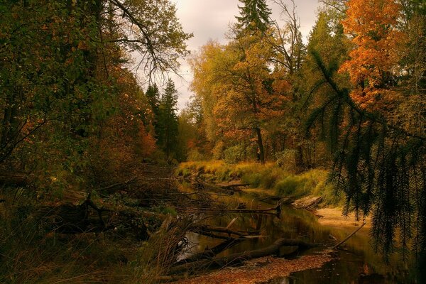 Teich im Wald unter Bäumen im Herbst