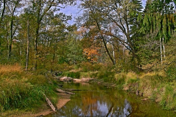 Beautiful forest river in autumn