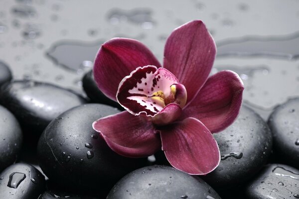 Photo of lilies on stones