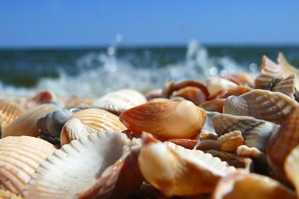 Muscheln an der Küste vor dem Hintergrund des Meeres