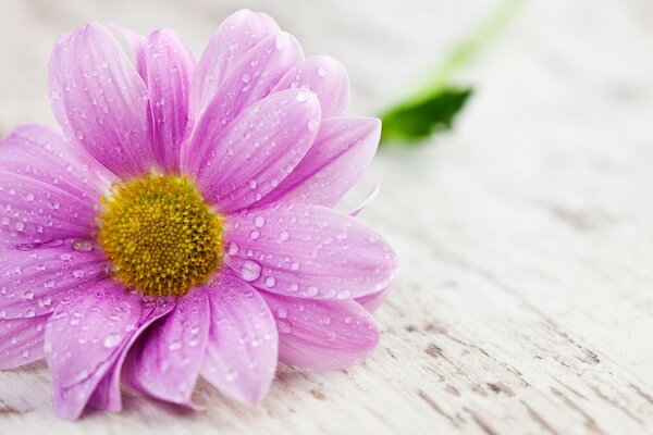 Nasse Blume mit rosa Blütenblättern