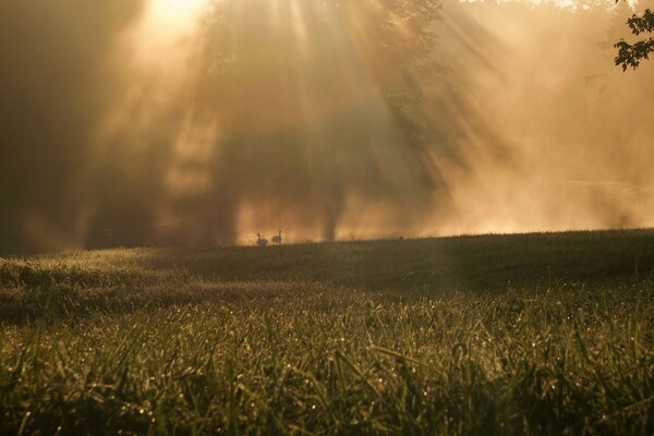 Raggi di sole che si fanno strada attraverso i rami degli alberi