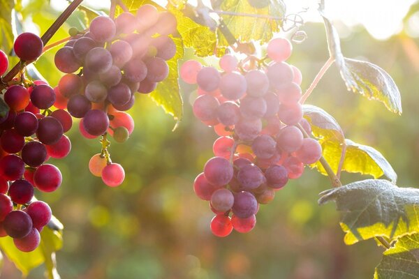 Os frutos das uvas no dia do verão