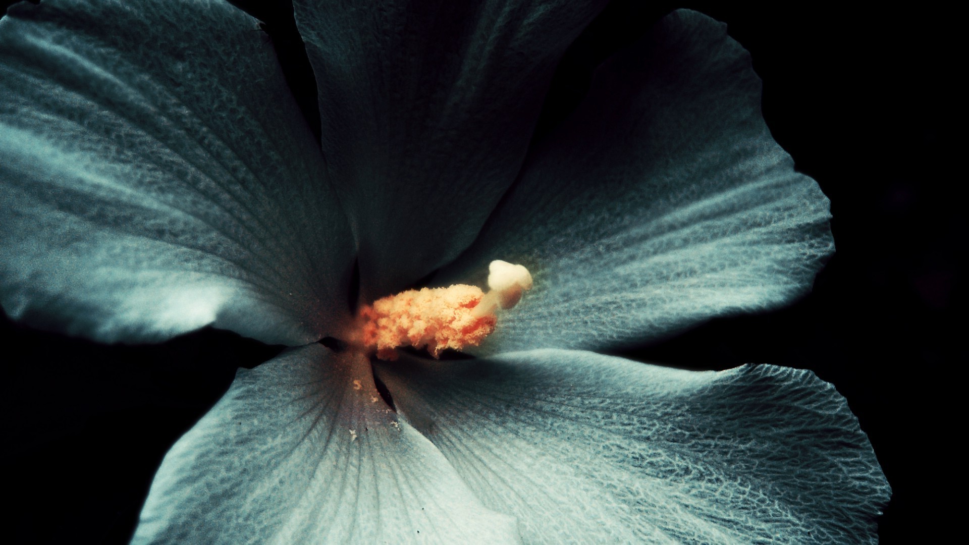 primo piano fiore natura colore flora foglia bella in bianco e nero astratto desktop acqua petalo fiore