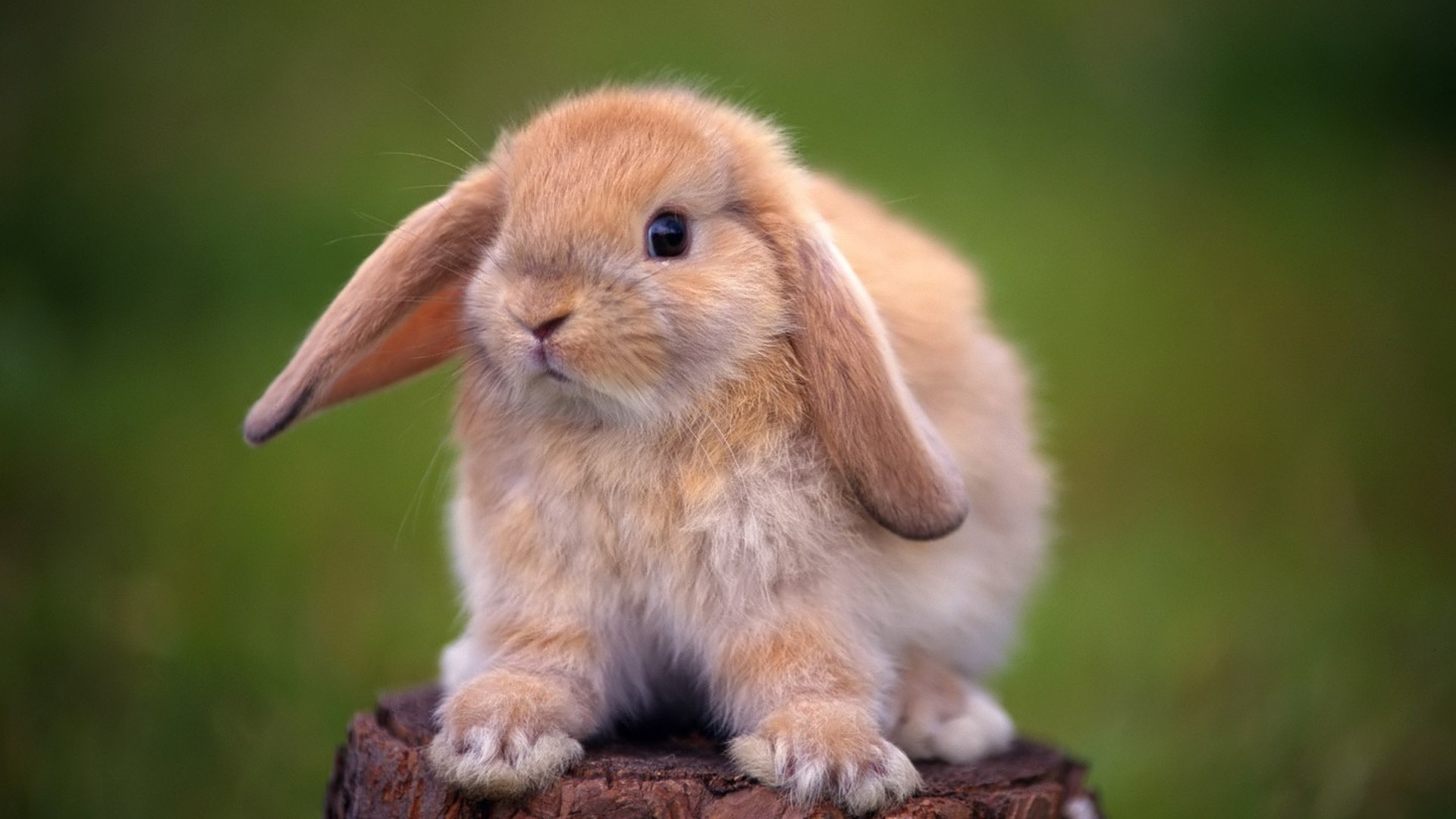 rabbits cute animal mammal wildlife sit little portrait rodent nature fur looking