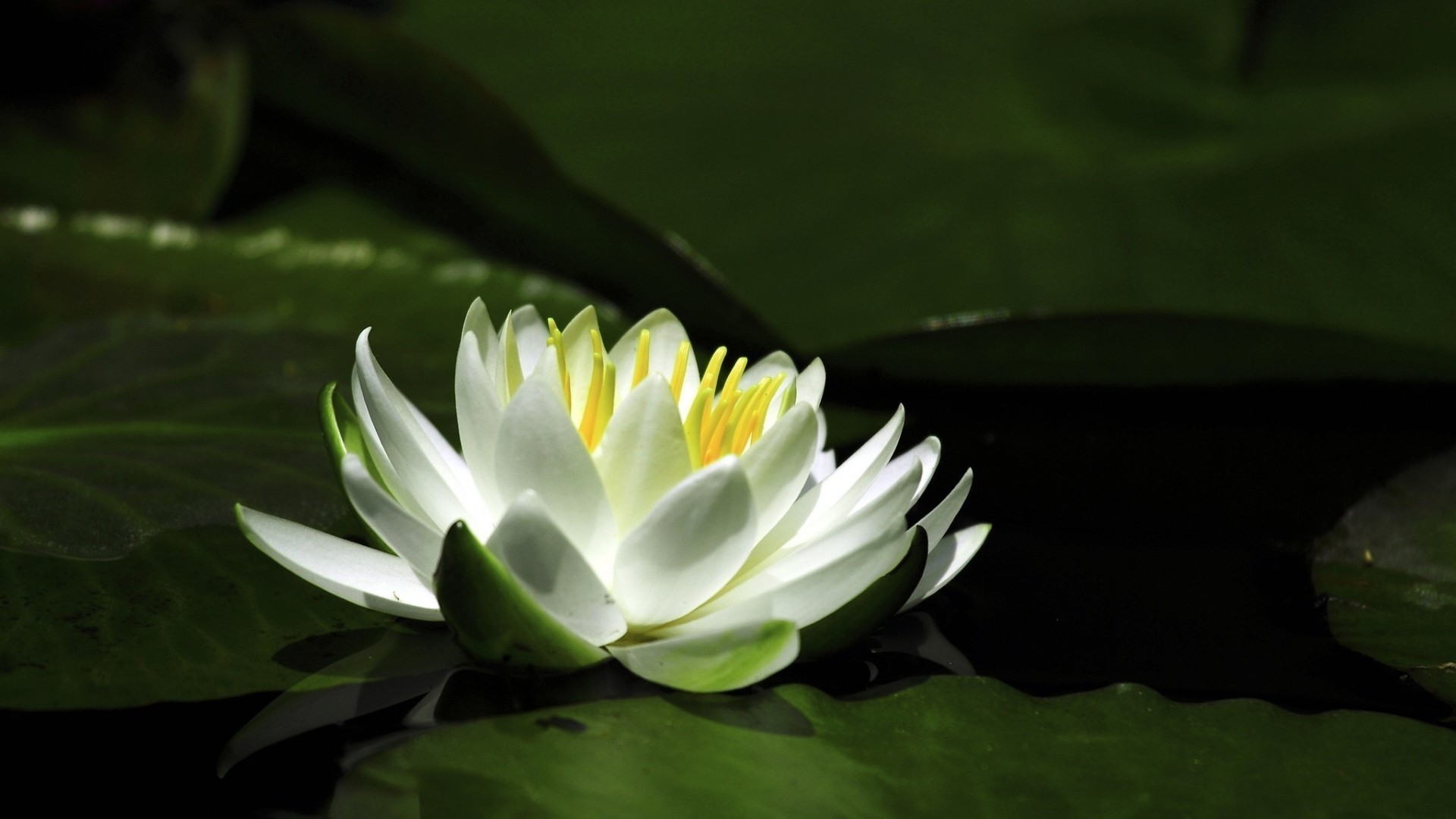 zambaklar lotus havuz yaprak çiçek nilüfer su yüzme tropikal flora doğa egzotik çiçeklenme bahçe taçyaprağı zen yaz meditasyon park