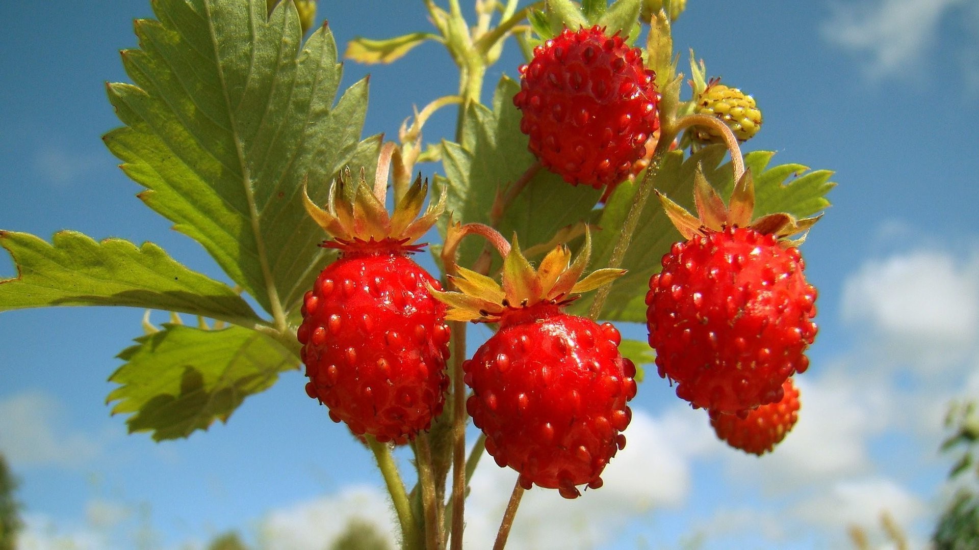 baies fruits alimentaire feuille nature baie santé délicieux été en bonne santé alimentaire gros plan confiserie