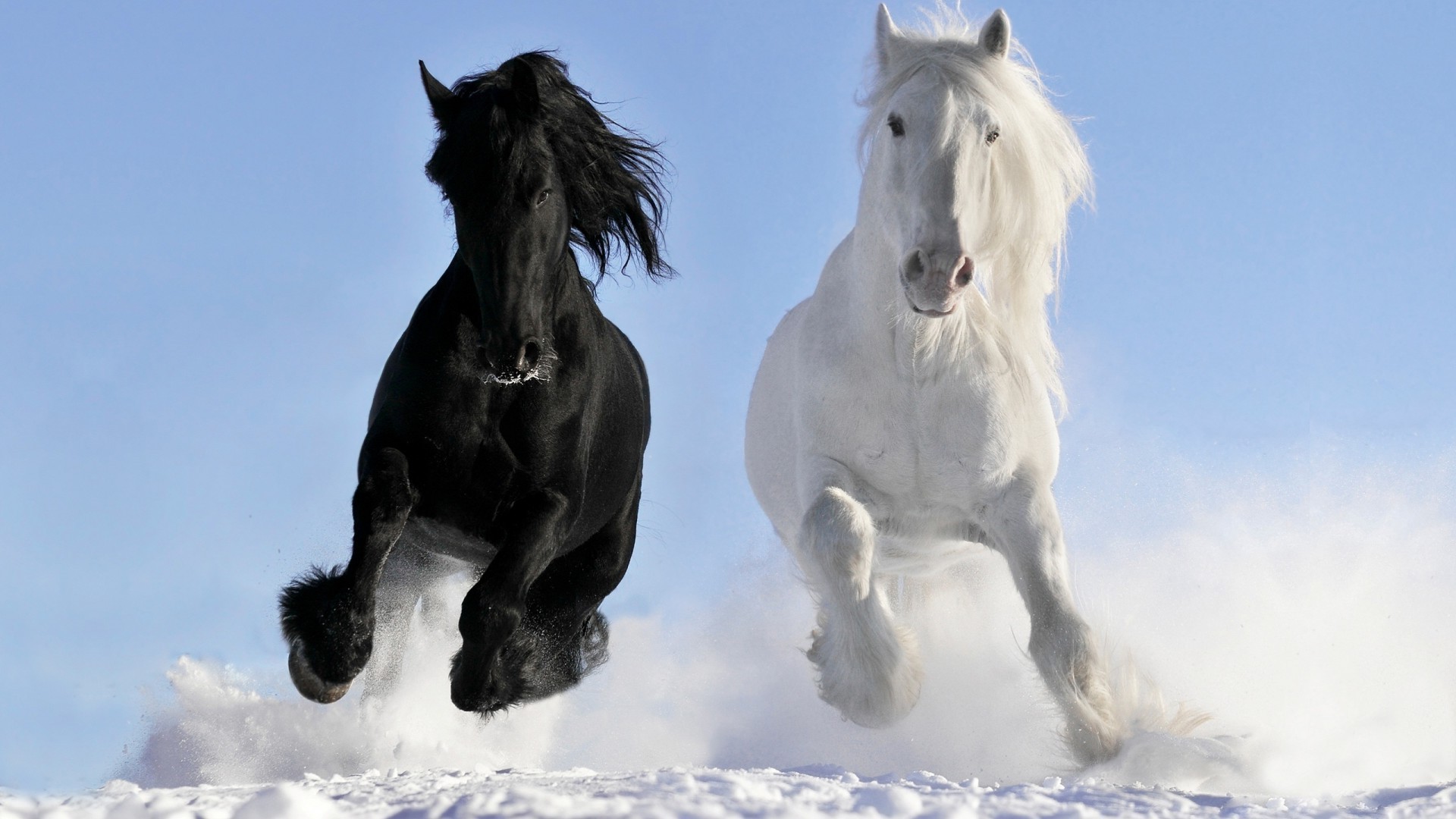 cavalos cavalaria mamífero cavalo neve mare inverno equestre garanhão um dois criação de cavalos mane animal ao ar livre pônei ação retrato céu