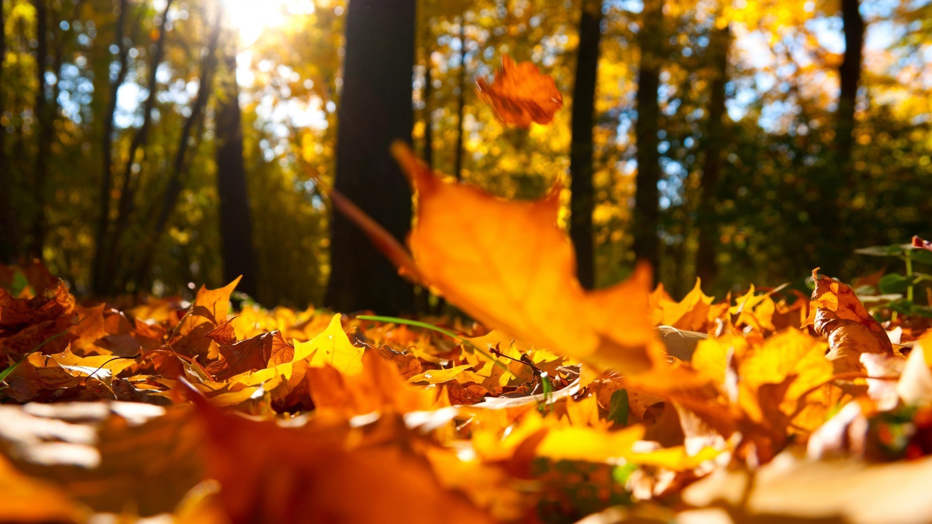 leaves fall maple leaf tree gold wood outdoors park change light season backlit color nature blur fair weather