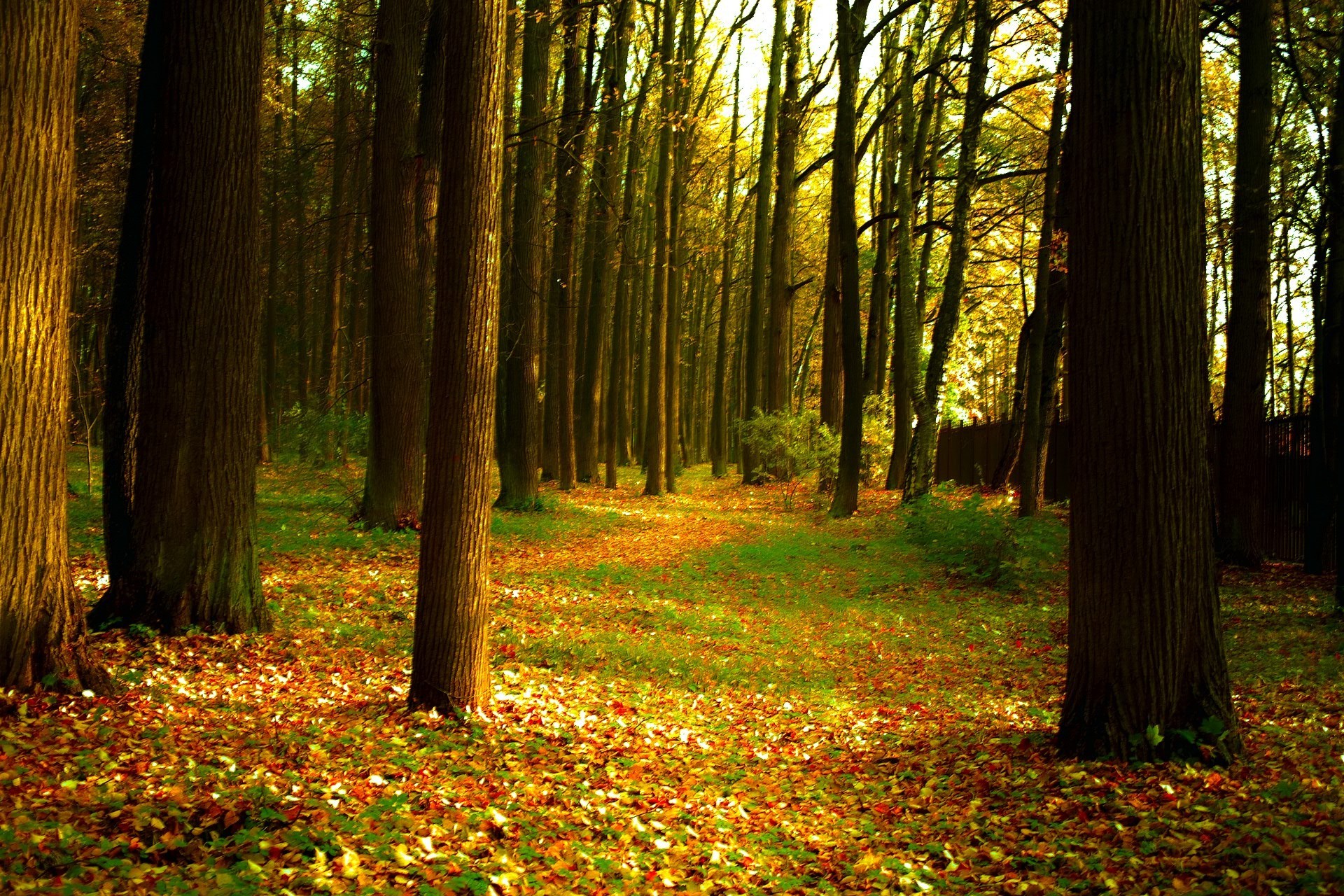 autumn wood fall tree leaf landscape park dawn nature mist fog guidance sun light fair weather backlit sunbeam lush scenic footpath