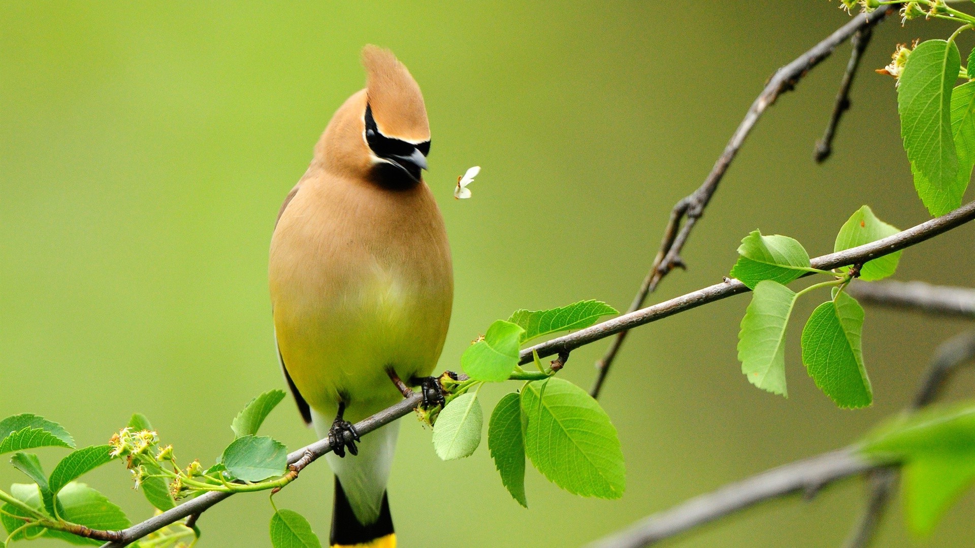 animals bird wildlife nature leaf close-up animal outdoors