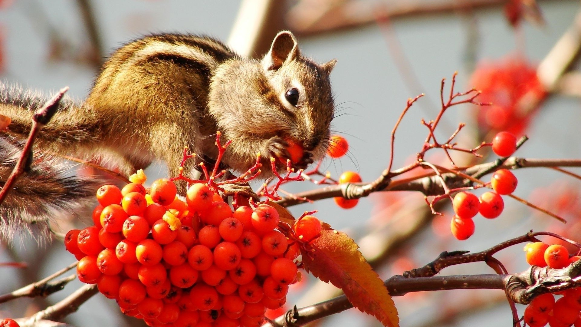 animaux nature arbre à l extérieur nourriture peu la faune sauvage fruits automne