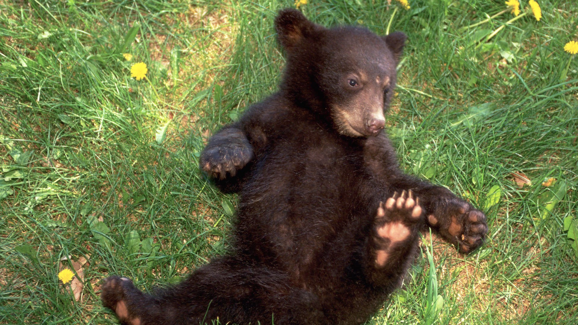 niedźwiedzie ssak trawa dzikiej przyrody na zewnątrz słodkie natura zwierzę futro zoo