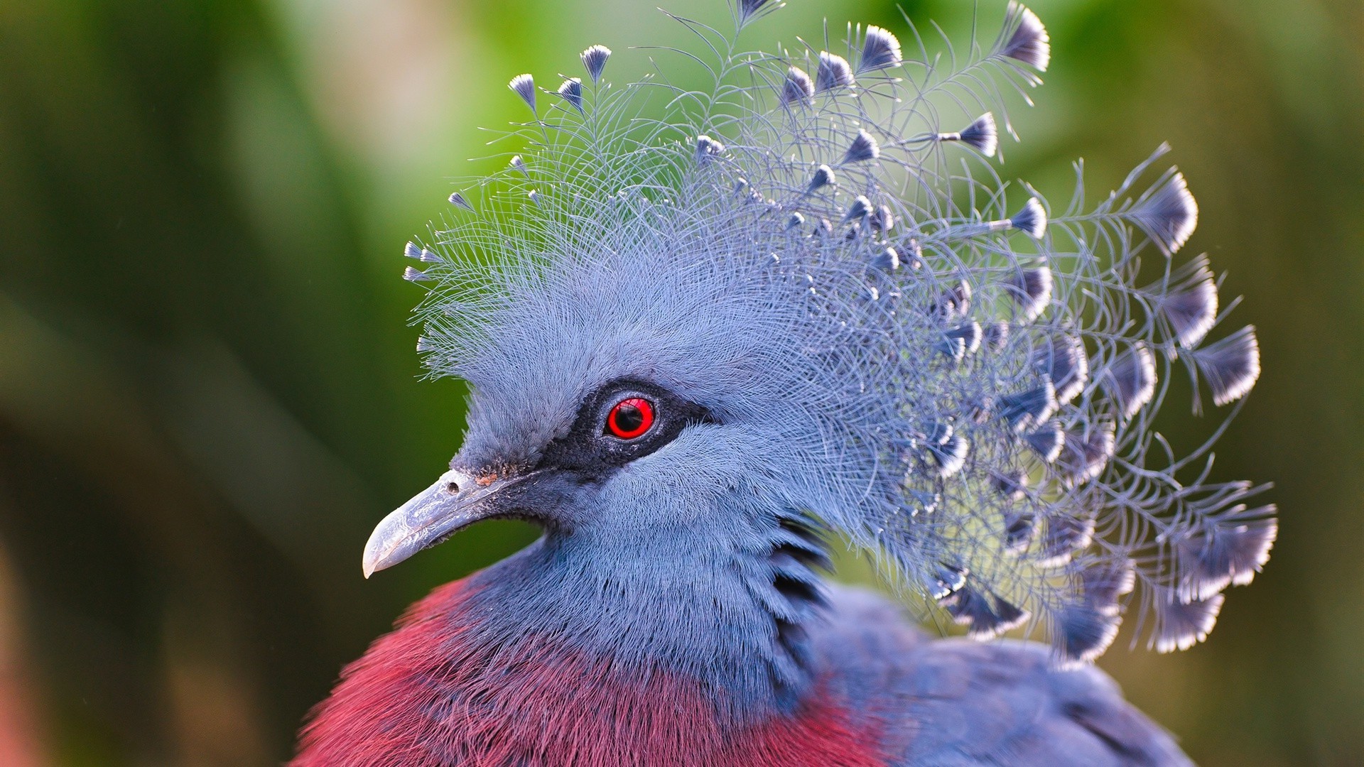 animais natureza vida selvagem pássaro selvagem ao ar livre animal tropical brilhante pena cabeça asa cor