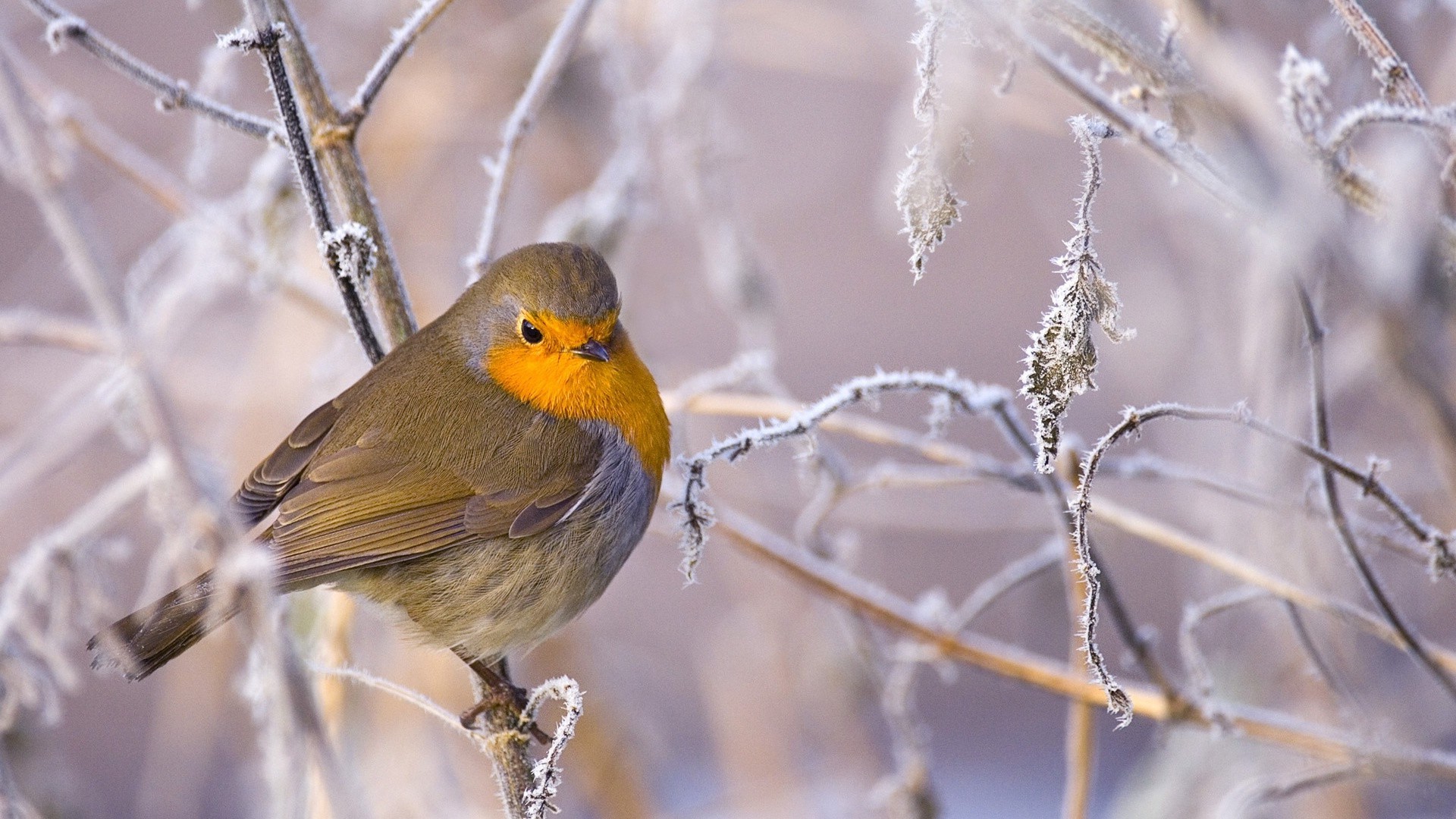 animals nature bird wildlife tree outdoors winter songbird animal