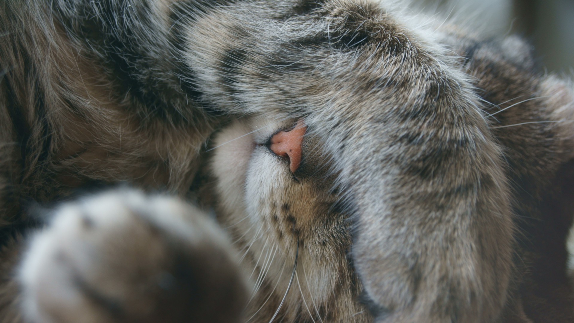 katze katze säugetier fell tier haustier schlafen niedlich porträt haar auge kätzchen tierwelt wenig natur schnurrbart zoo junge flauschig