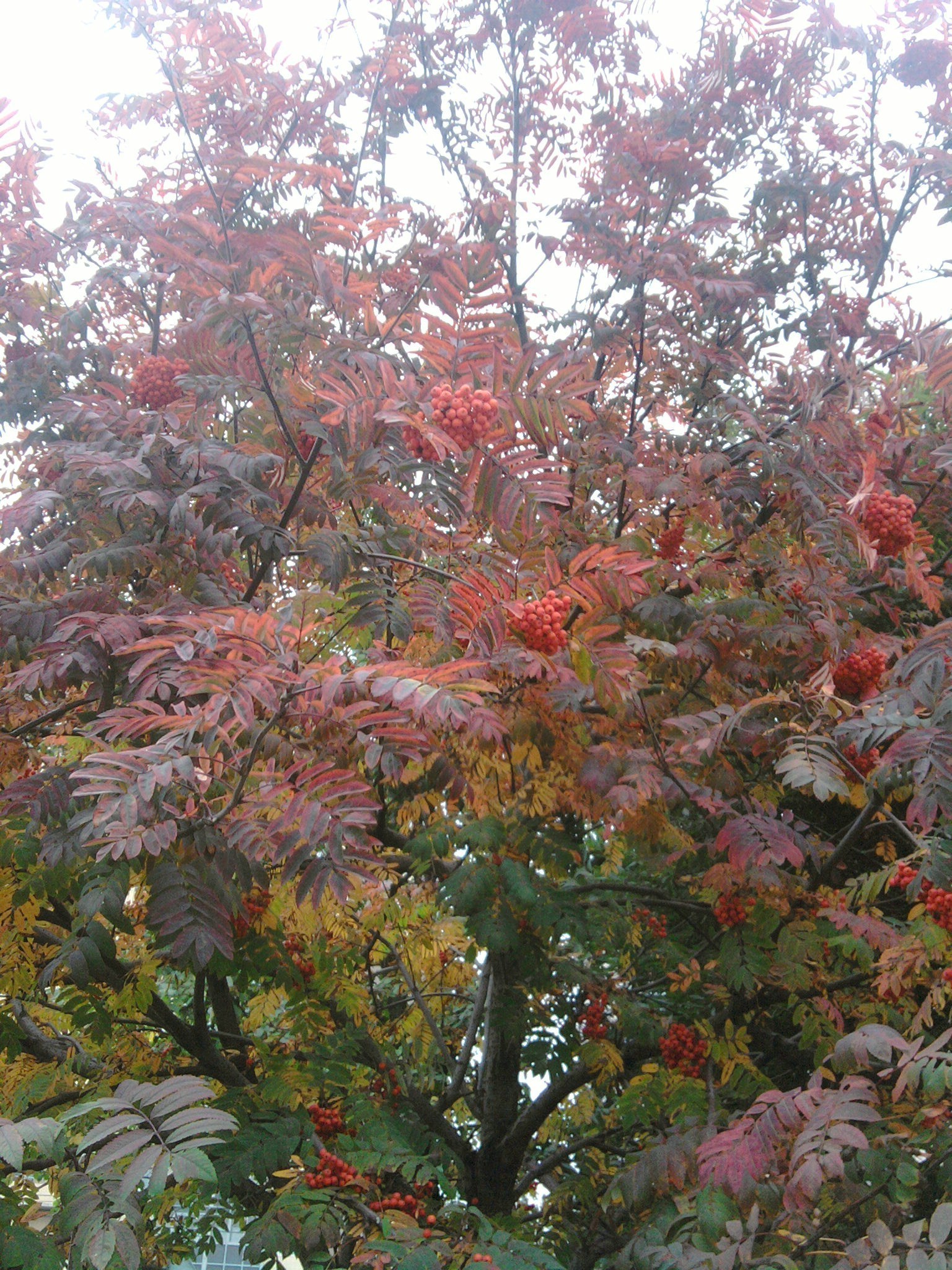 photo personnelle arbre feuille saison nature automne branche flore lumineux couleur parc à l extérieur beau temps jardin environnement arbuste ensoleillé été paysage fleur