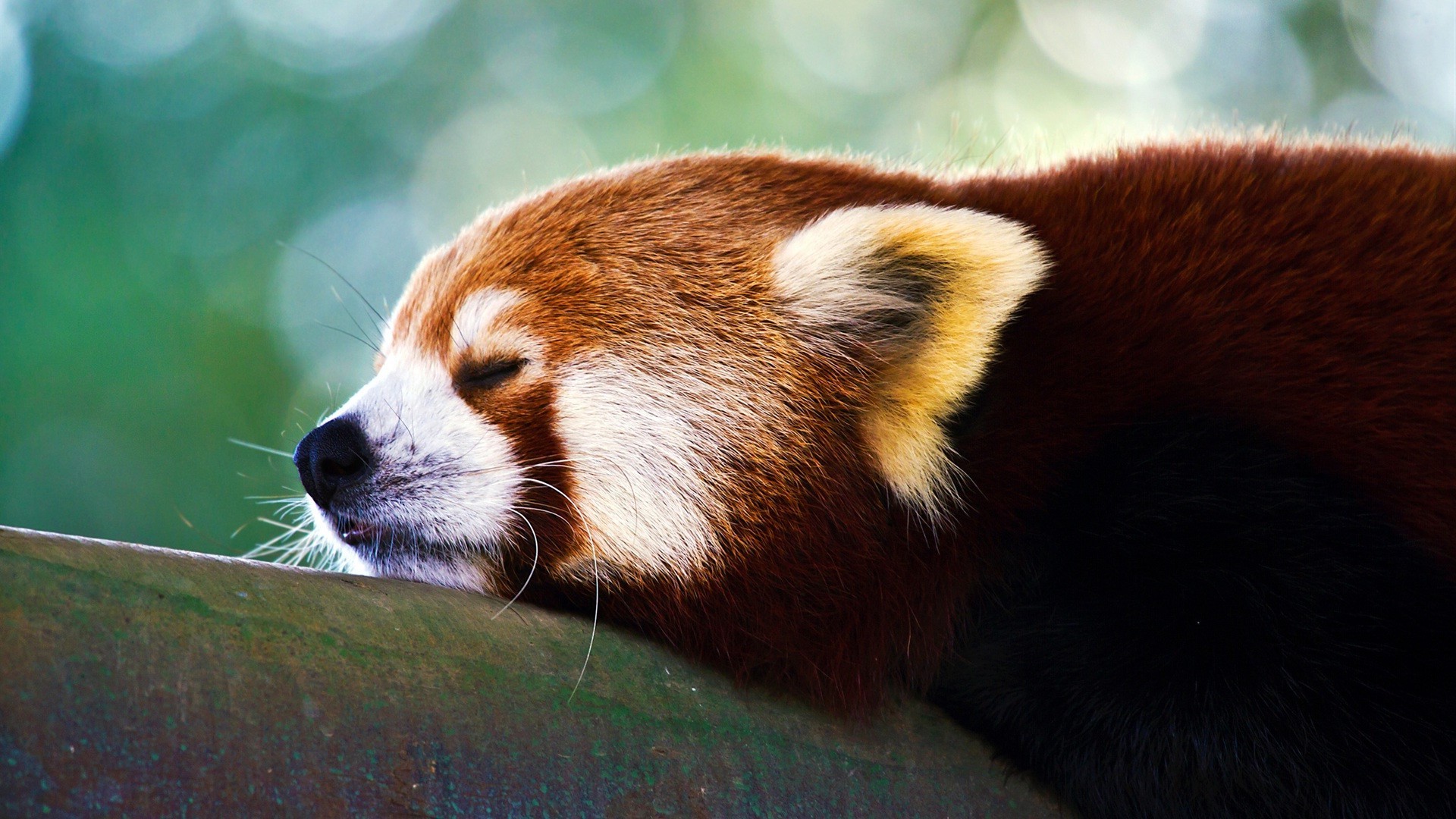 tiere säugetier tierwelt zoo panda tier niedlich fell wild porträt ein tageslicht