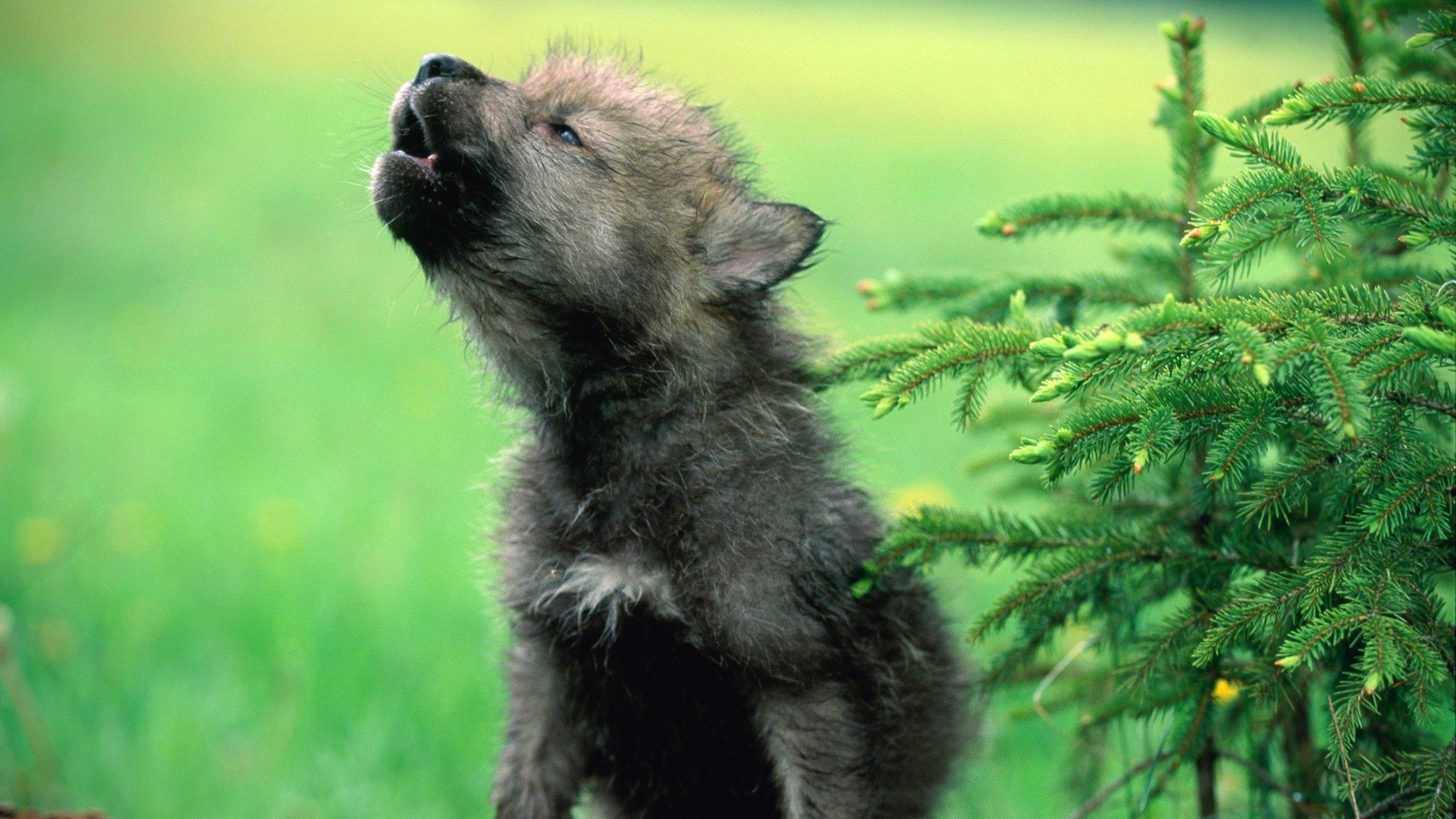 hayvanlar memeli doğa çimen hayvan kürk köpek sevimli açık havada yaban hayatı