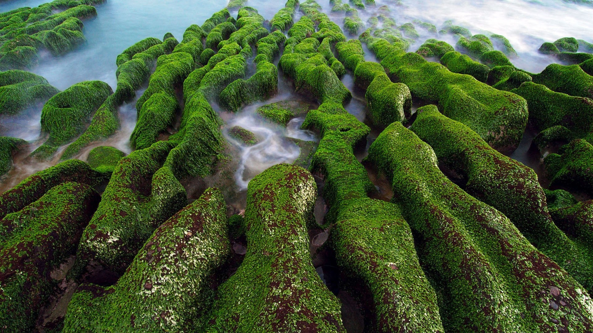 lugares famosos natureza musgo árvore folha crescimento flora ao ar livre paisagem madeira água verão desktop