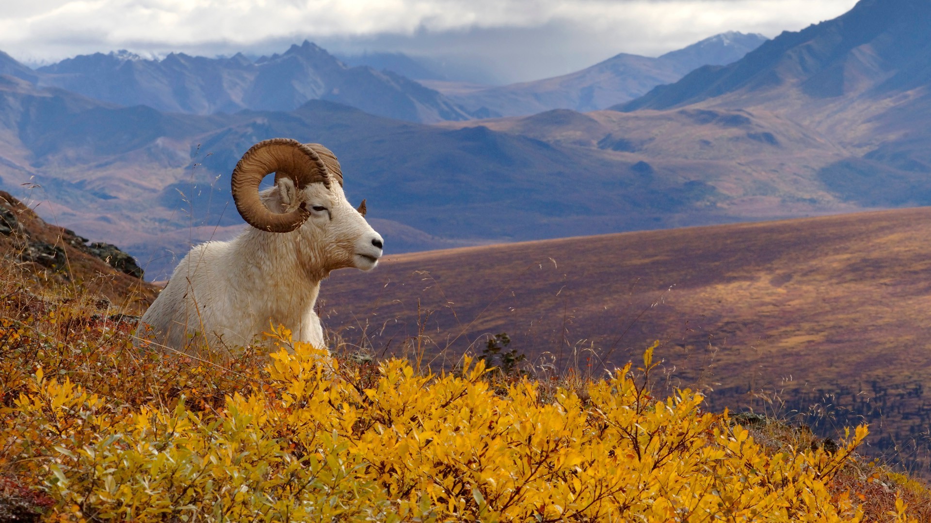 sheep landscape mountain nature fall outdoors travel sky scenic wood tree hill grass park valley rock scenery