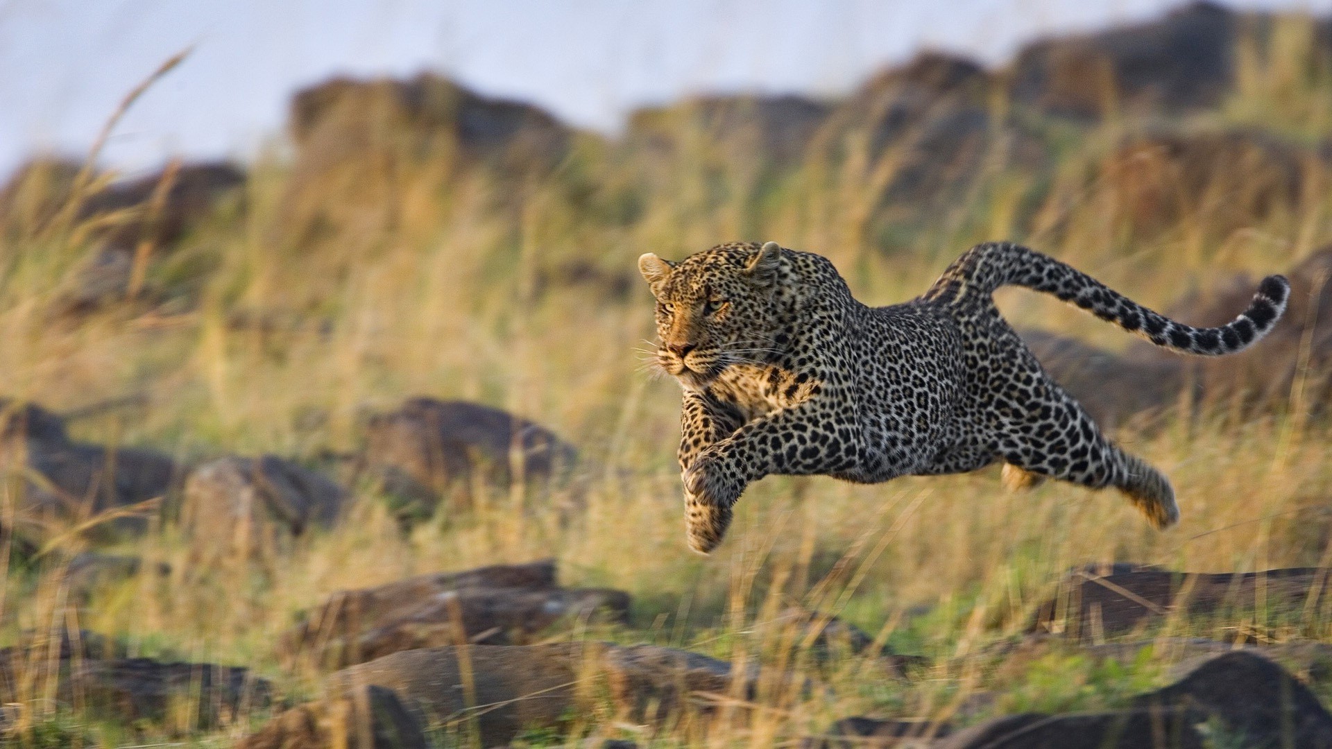 animales vida silvestre naturaleza al aire libre animal mamífero salvaje hierba depredador parque leopardo safari cazador gato