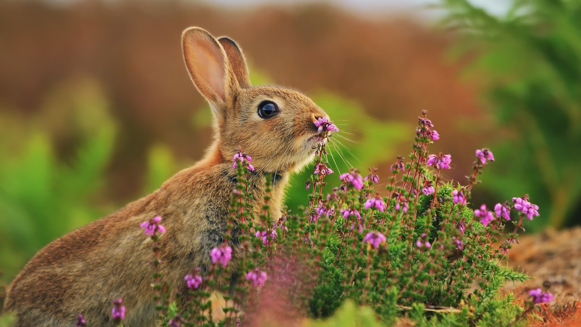 zwierzęta natura na zewnątrz kwiat trawa mało dziki ogród sianokosy