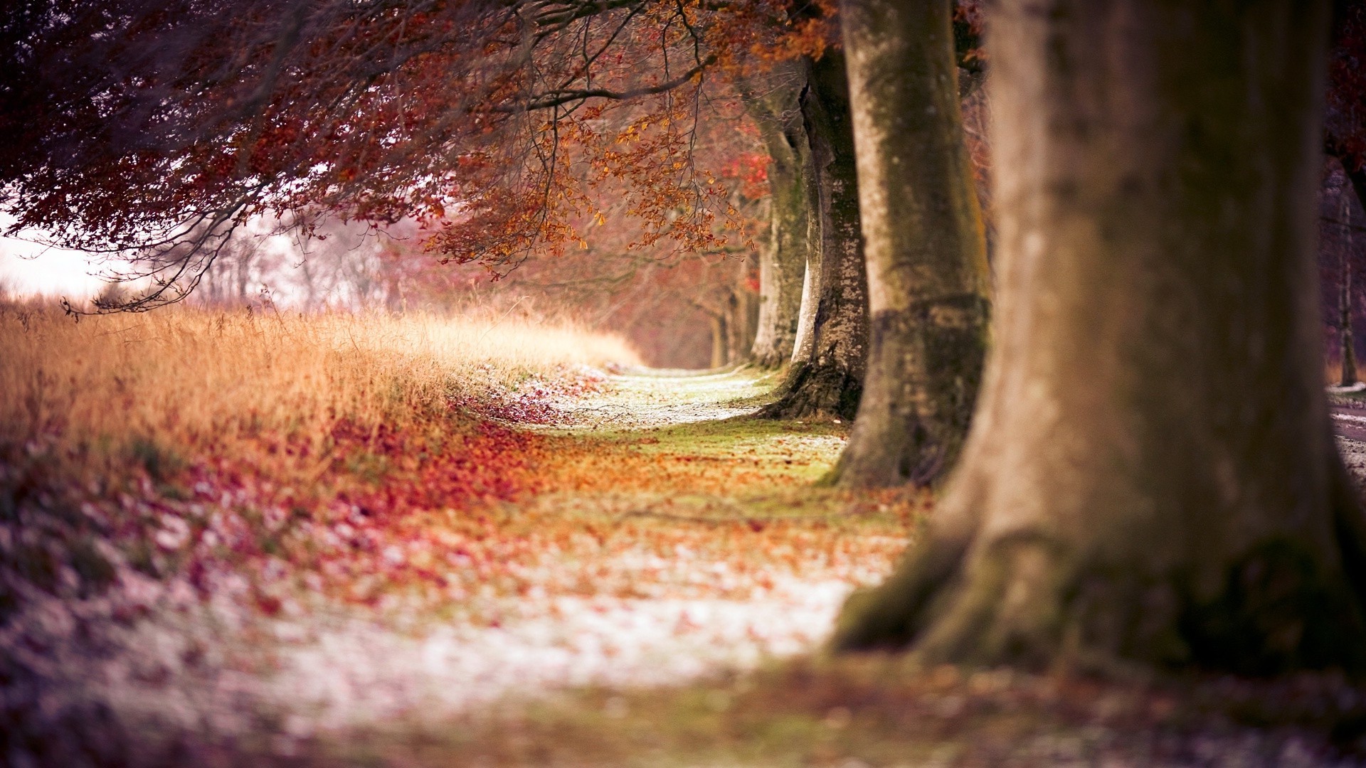 autunno legno natura albero autunno paesaggio all aperto foglia viaggio acqua parco luce bagnato