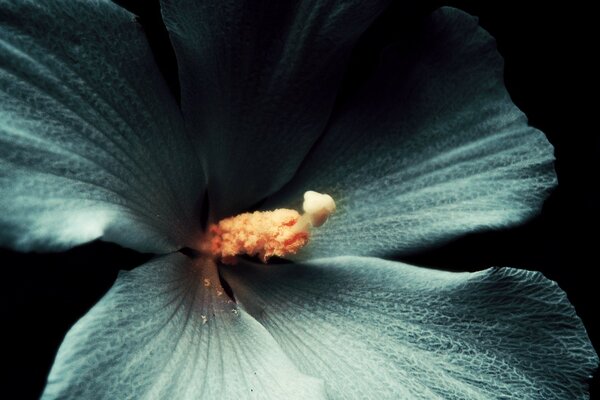 Foto macro de uma flor. Perto