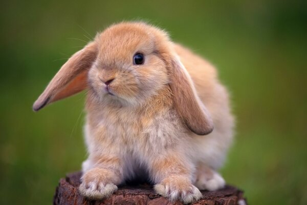 Big - eared rabbit on a stump