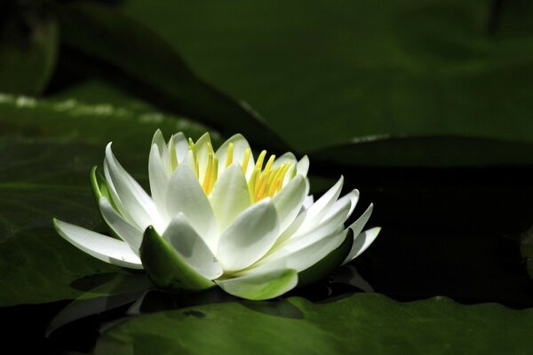 Fleur au milieu de l eau