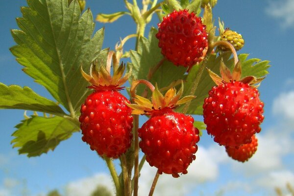 Sweet fragrant berry in nature