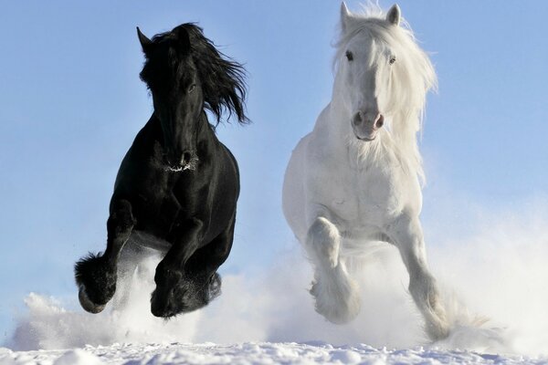 Two horses gallop through snowdrifts in winter