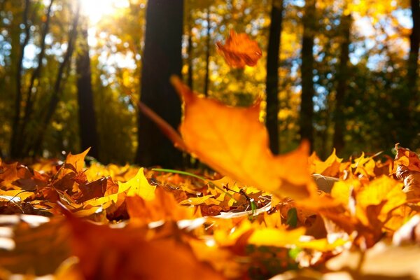 Autumn leaves nature tree