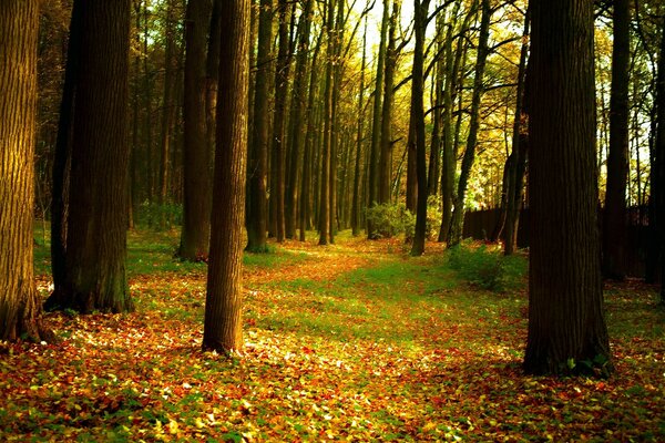 Colorful leaves in the autumn forest