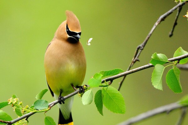 A crested bird on a green branch