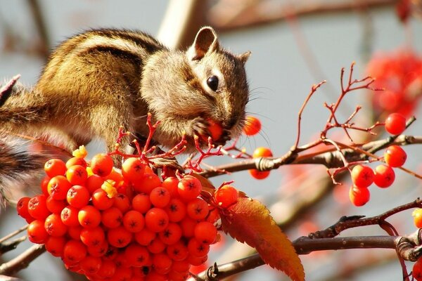 The squirrel is stocked with rowan