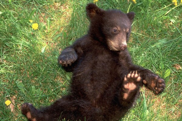 O urso está feliz com o bom tempo