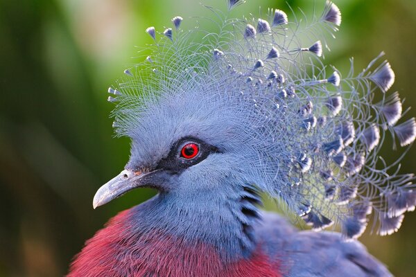 Bellissimo uccello crestato multicolore