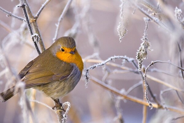 A freezing bird in the winter forest