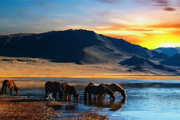 Horses by the water at sunset