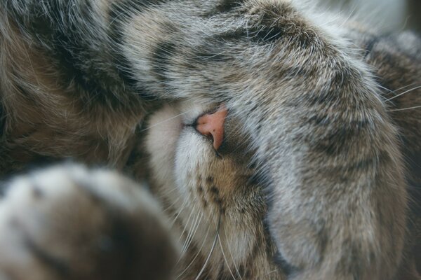 El gatito cerró los ojos con sus patas