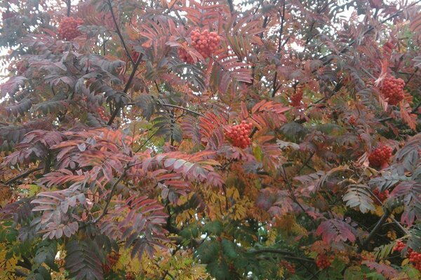 Ein großzügiger Eberesche-Herbst kam