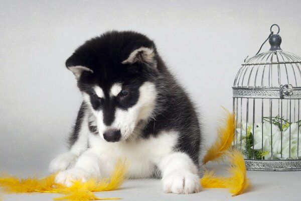 Chiot joue avec des plumes jaunes