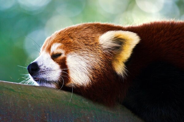 Panda selvatico che riposa allo zoo