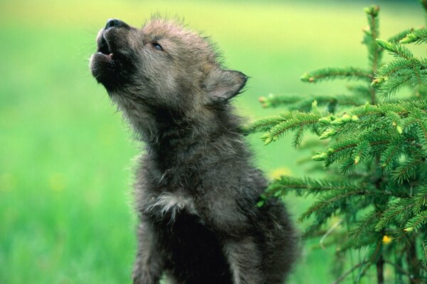 Un jeune loup hurle sur la lune