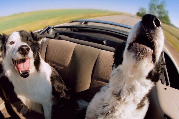 Perros divertidos al aire libre