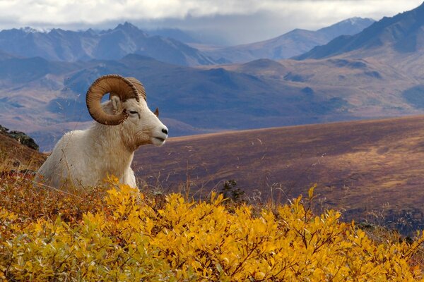 Beautiful autumn landscape in the mountains